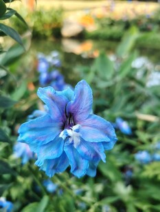 蓝色绽放花朵