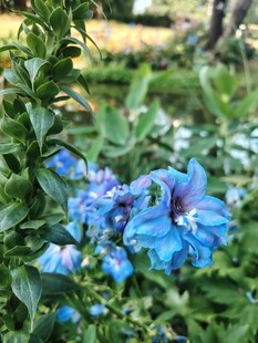 蓝花绽放于绿叶间