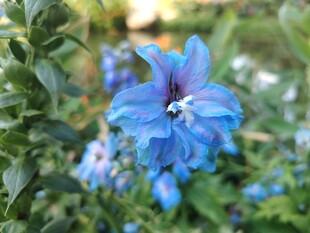 蓝花绽放于绿叶间