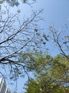 蓝天绿树间的城市