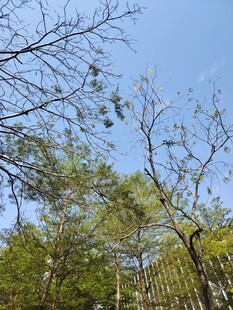 林间树梢与蓝天景致