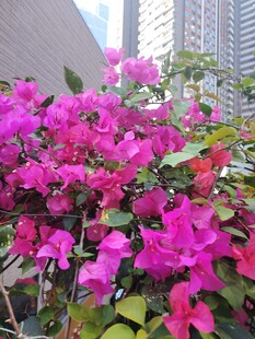艳丽三角梅绽放于城市间