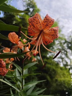 卷丹百合花绽放于绿叶间