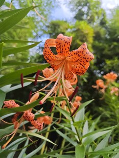 绽放的橙色卷丹百合花