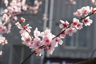 枝头绽放的美人梅