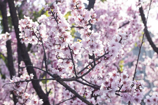 烂漫盛开的美丽粉色美人梅