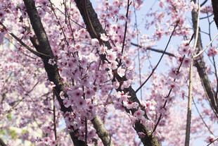 烂漫盛开的粉色美人梅