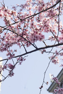 枝头绽放美人梅