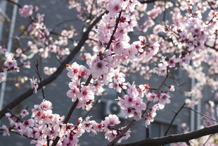 春日绽放的烂漫粉色花枝