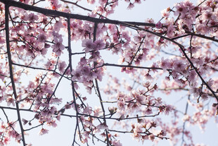 枝头绽放的烂漫美人梅