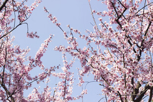 春日盛开的烂漫粉色美人梅