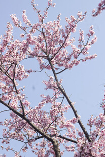 枝头绽放的美人梅