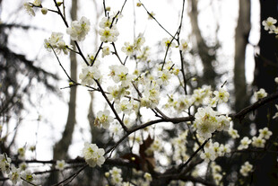 枝头绽放的素雅白色梅花