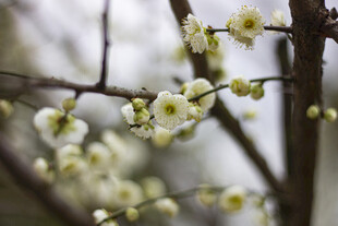 枝头绽放的素雅白梅花
