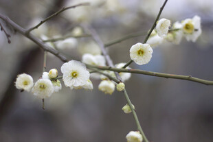 枝头绽放的素雅白梅花