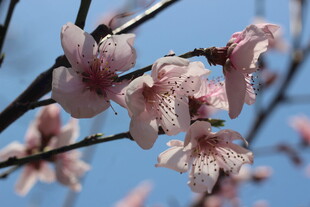 枝头绽放的粉嫩桃花