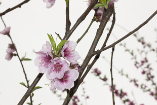 枝头绽放的粉嫩桃花