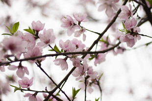 枝头绽放的桃花