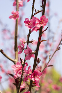 枝头绽放的娇艳粉色桃花