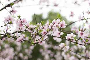 春日盛开的粉嫩桃花枝