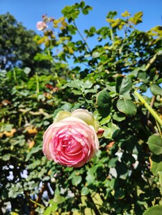 玫瑰花
