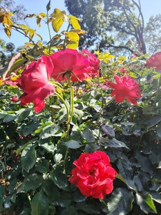 月季花