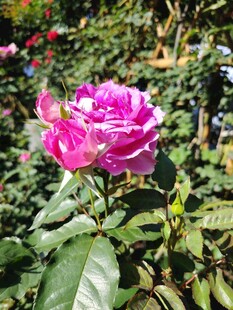 月季花