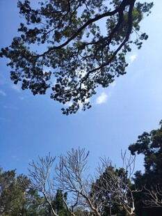 蓝天绿树间的自然景致
