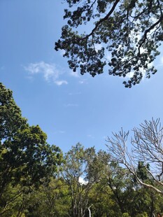 蓝天绿树间的自然景致