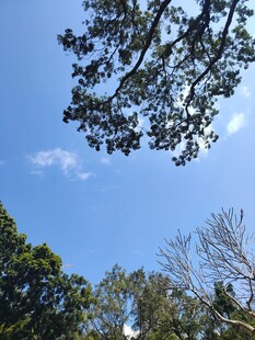 仰望蓝天绿树美景