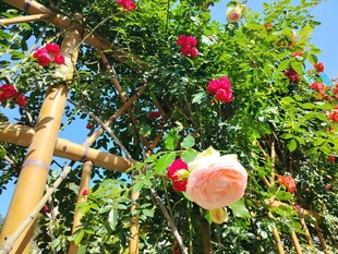 月季花