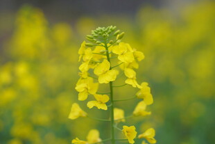 油菜花