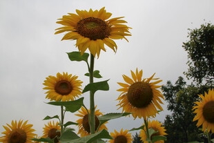 向阳而生的灿烂向日葵