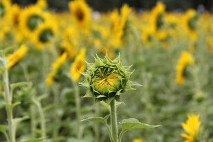 向日葵花田中的未绽花蕾