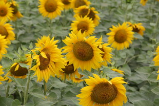 灿烂向日葵花海景观