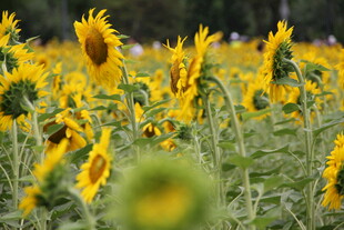 向日葵花海 灿烂的金黄