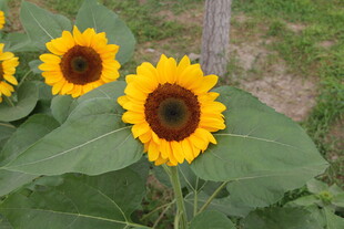 田野中的艳丽向日葵