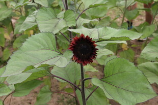 单株黑芯向日葵特写