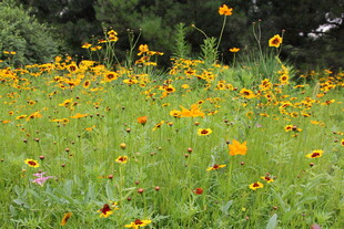 金黄花海绽放自然之美