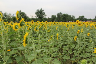 金黄向日葵花海美景