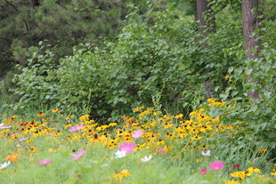 多彩野花绽放于绿意间