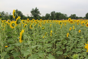 向日葵花海 金黄灿烂绽放