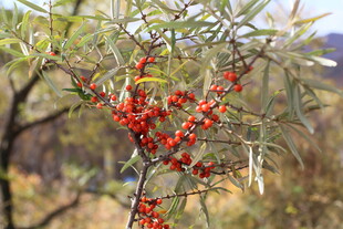 枝头红果的沙棘树