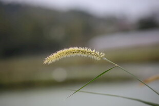 水边狗尾草特写