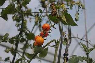 枝头的成熟番茄