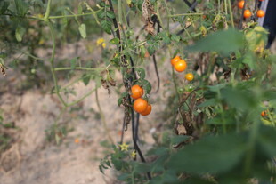 田间成熟的小番茄