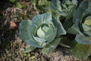 田间生长的卷心菜