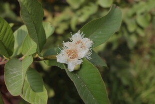 白色小花绽放绿叶间