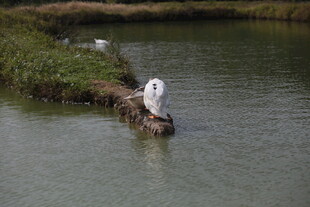 白鹭立于水边浅滩