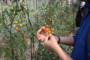 采摘小番茄的田园场景